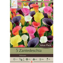 Calla Lily Mix 5PK