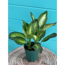 Dieffenbachia 6