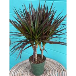 eibe online Taxus baccata main image 1