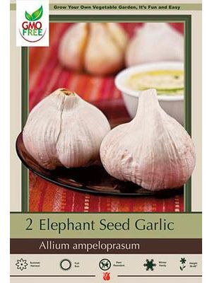 Elephant Garlic 1pk