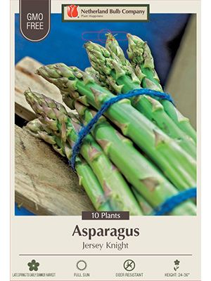 Asparagus Jersey Knight 10pk