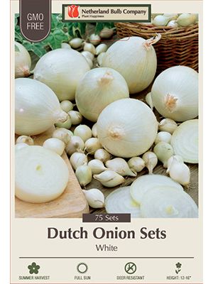 Onion Dutch White 75pk
