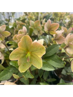 Lenten Rose Ivory Prince