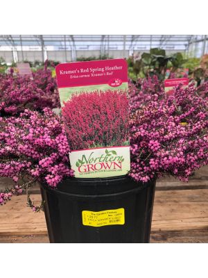 Heather Kramer's Red 2 Gallon