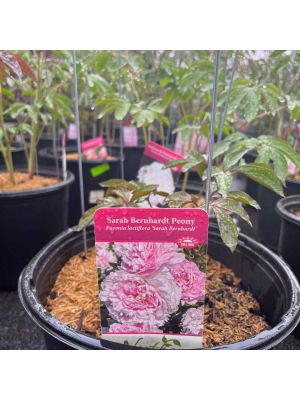 Peony Sarah Bernhardt Pink