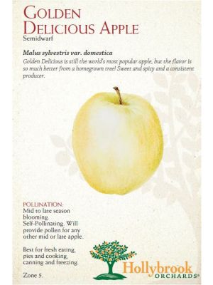 Apple Golden Delicious Semi-dwarf
