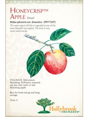 Apple Honeycrisp™ Semi-dwarf