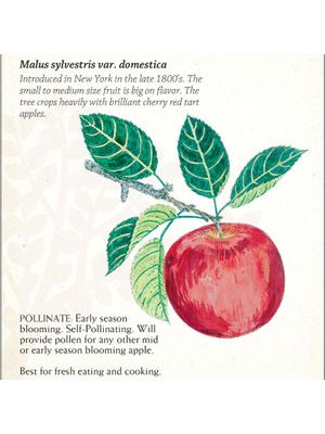 Apple Jonathan Semi-dwarf