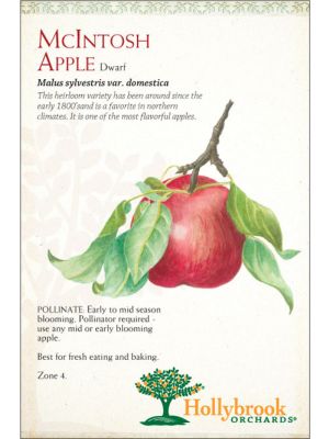 Apple McIntosh Semi-dwarf