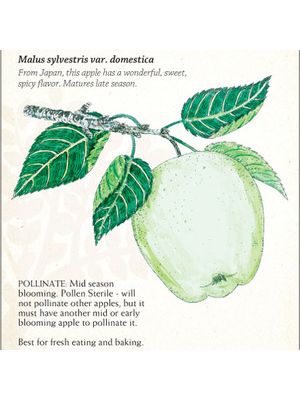 Apple Mutsu (Crispin) Semi-dwarf