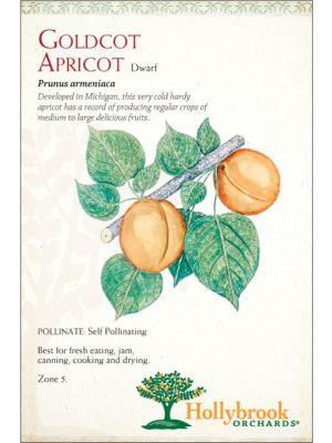 Apricot Goldcot