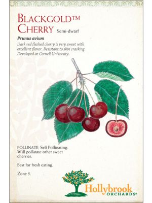 Cherry Blackgold™ Semi-dwarf