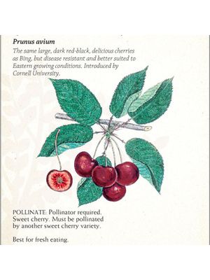 Cherry Blackyork™ Eastern Bing Semi-dwarf