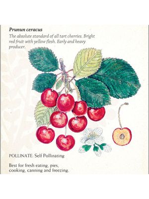 Cherry Montmorency Semi-dwarf