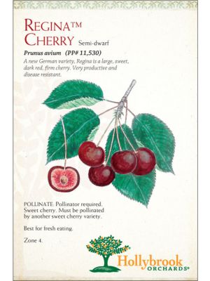 Cherry Regina™ Semi-dwarf