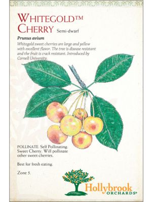 Cherry Whitegold® Semi-dwarf