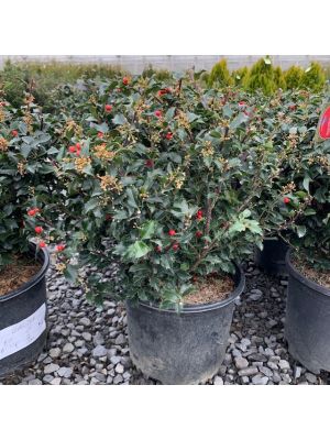 Ilex, 'Blue prince/princess' (combo) 3 Gallon