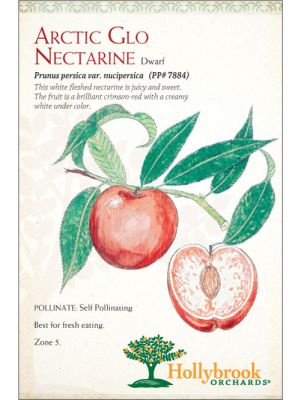 Nectarine Arctic Glo