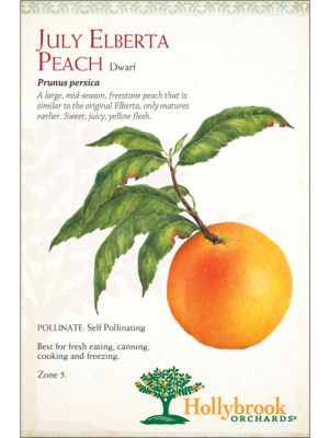 Peach July Elberta Dwarf