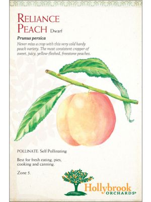 Peach Reliance Dwarf