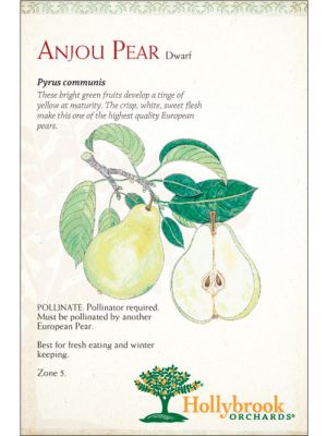 Pear Anjou European Dwarf