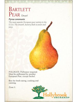 Pear Bartlett European Dwarf