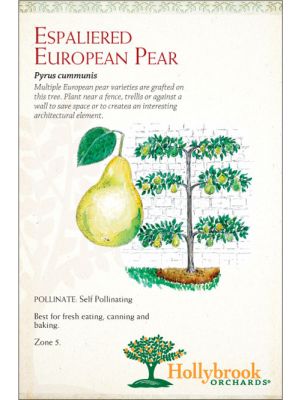 Pear Espalier European 3 Tier