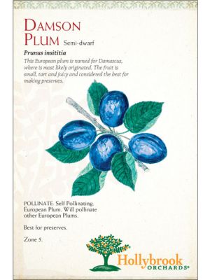 Plum Damson European Dwarf