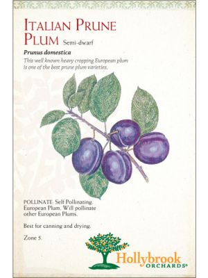 Plum Italian Prune European Semi-dwarf