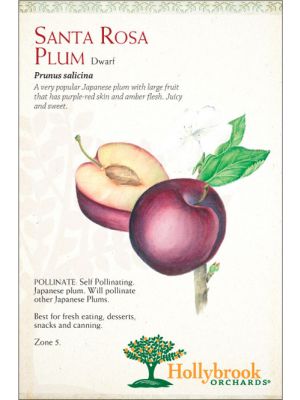 Plum Santa Rosa