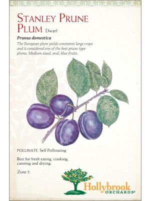 Plum Stanley Prune European Dwarf