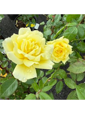 Rose Climbing Golden Showers