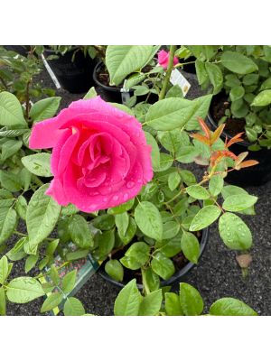 Rose Climbing Zephirine Drouhin