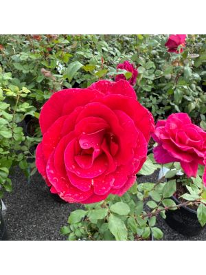 Rose Hybrid Tea Mister Lincoln