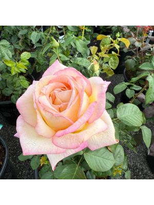 Rose Hybrid Tea Peace