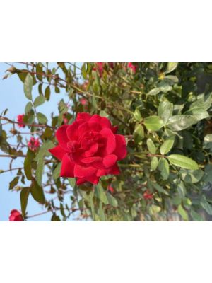 Rose Shrub Double Red Knockout