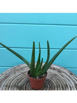 Aloe Vera 4