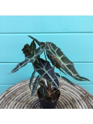 Alocasia Polly 4