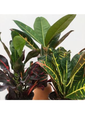 Croton Assort 4