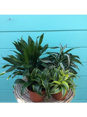 Dracaena Dragon 6