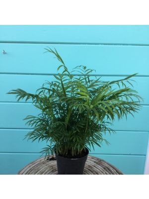 Palm Neanthe Bella 6