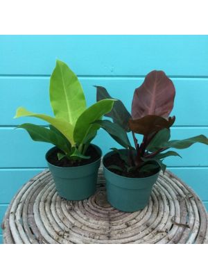 Philodendron Hybrid Assort 6