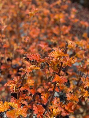 Ninebark Amber Jubilee