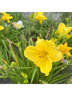 Daylily Happy Returns