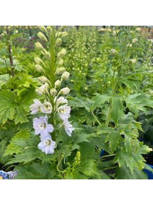Delphinium Magic Fountains Sky Blue