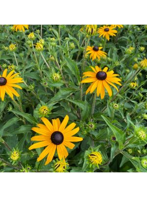 Black-Eyed Susan Goldsturm
