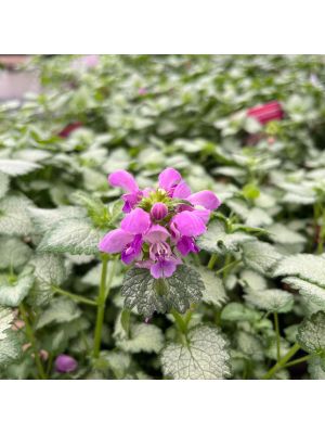 Dead Nettle Orchid Frost