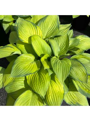 Hosta Gold Standard