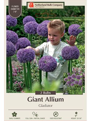 Allium Gladiator 2PK