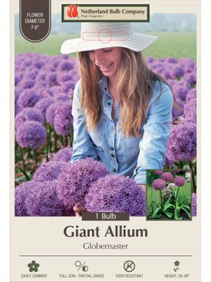 Allium Globe Master 1PK
